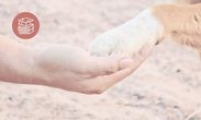 therapiehundeausbildung_schulhundeausbildung_hamburg_luebeck_claudia_pauliks_nusse_0020.jpg