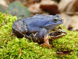 moorfrosch_rana_arvalis_2016_03.jpg
