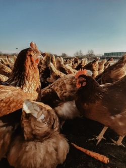 whatsapp image 2026-02-04 at 2.jpg