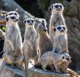 meerkatzen.jpg