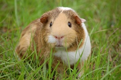 guinea-pig-g158ee4908_640.jpg