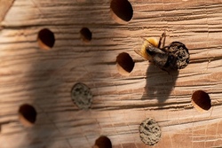 insektenhotel.jpg