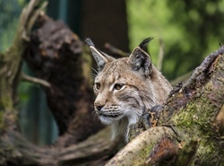 luchs.jpg