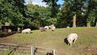 mastschweine-32.jpg