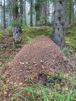 ameisenhaufen.jpg