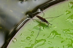 wasserläufer.jpg