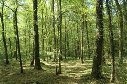 eine nacht im wald.jpg