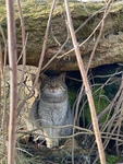 wildkatze nabu.jpg