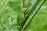 kl_laubfrosch.jpg