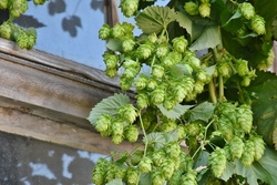 hopfen.jpg