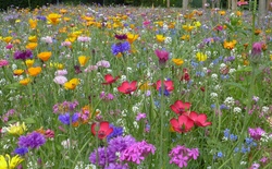 blumenwiese bunt.jpg