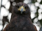 greifvogel.jpg