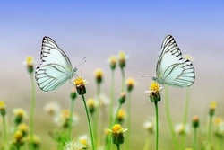 natur(1)(1).jpg