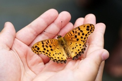 schmetterling.jpg