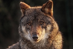 wolf.jpg