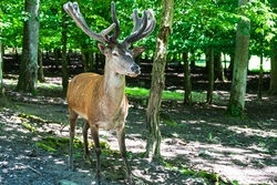 hirsch freepik.jpg