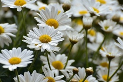 blumenwiese.jpg