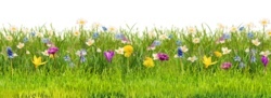 standard foto gartenschau.jpg