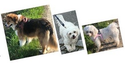 hunde - bilder(1).jpg