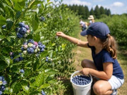 heidelbeeren.png