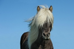 pony.jpg
