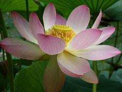 lotusblüte.jpg