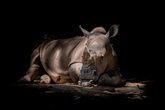 nashorn.jpg