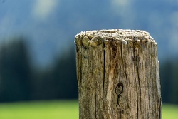 bunte holz pfosten.jpg