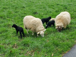 schafe mit l&auml;mmern.jpg