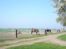 paddock.jpg