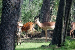 serengeti park.jpg