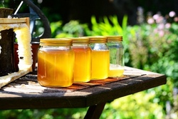 bienen.jpg
