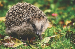 igel.jpg