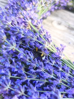 lavendel mit hummel.jpg