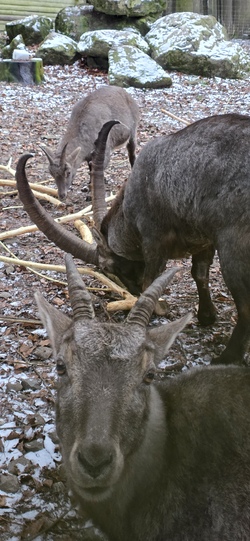 tannenb&uuml;hl steinbock 2.jpg