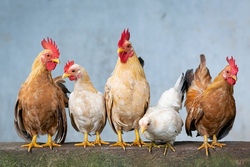 huhn.jpg