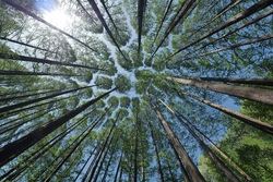 wald.jpg