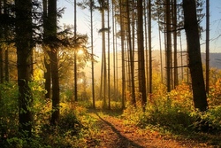 wald.jpg