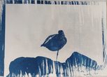 cyanotypie vogel.jpg