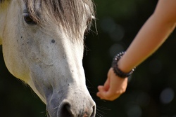 alexas_fotos-horse-2758813_1920.jpg