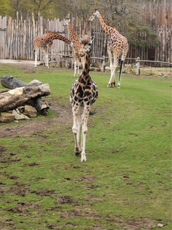 giraffen im leipziger zoo.jpg