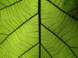 natur mikroskop.jpg