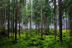 wald.jpg
