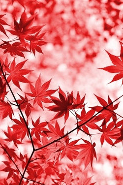 herbst.jpg