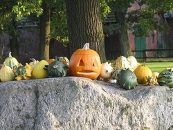 zierk&uuml;rbis halloween.jpg