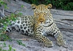 leopard.jpg