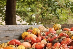herbst.jpg