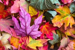 herbst.jpg