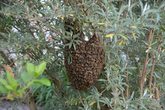 bienenschwarm 2025_0503.jpg
