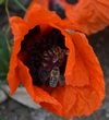 bienen in mohnblüte.jpg